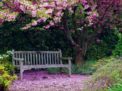 Houten bankje onder een bloeiende boom omgeven door roze bloesem in een serene tuinsetting.